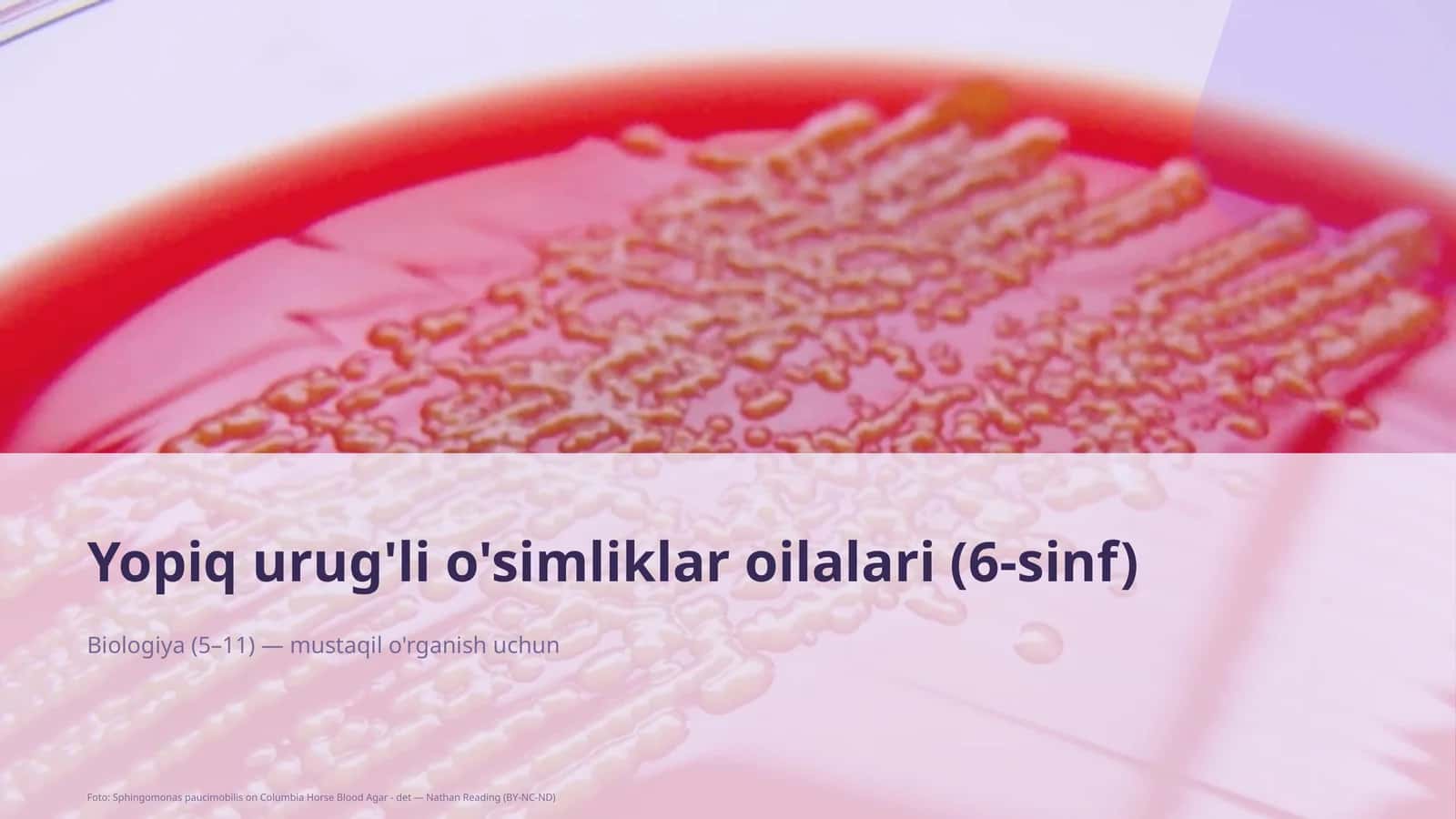 Yopiq urug'li o'simliklar oilalari (6-sinf) 1