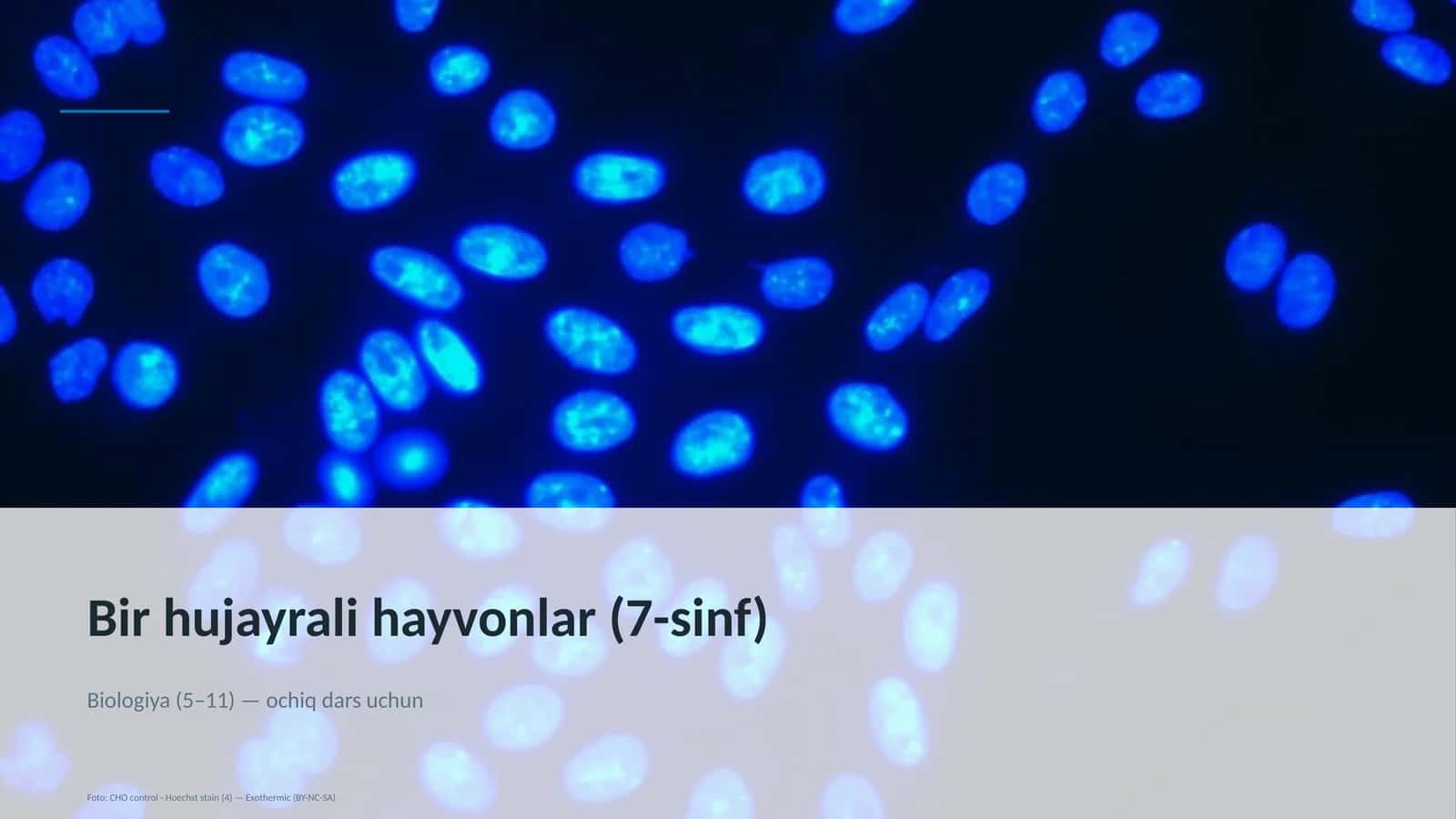 Bir hujayrali hayvonlar (7-sinf) 1