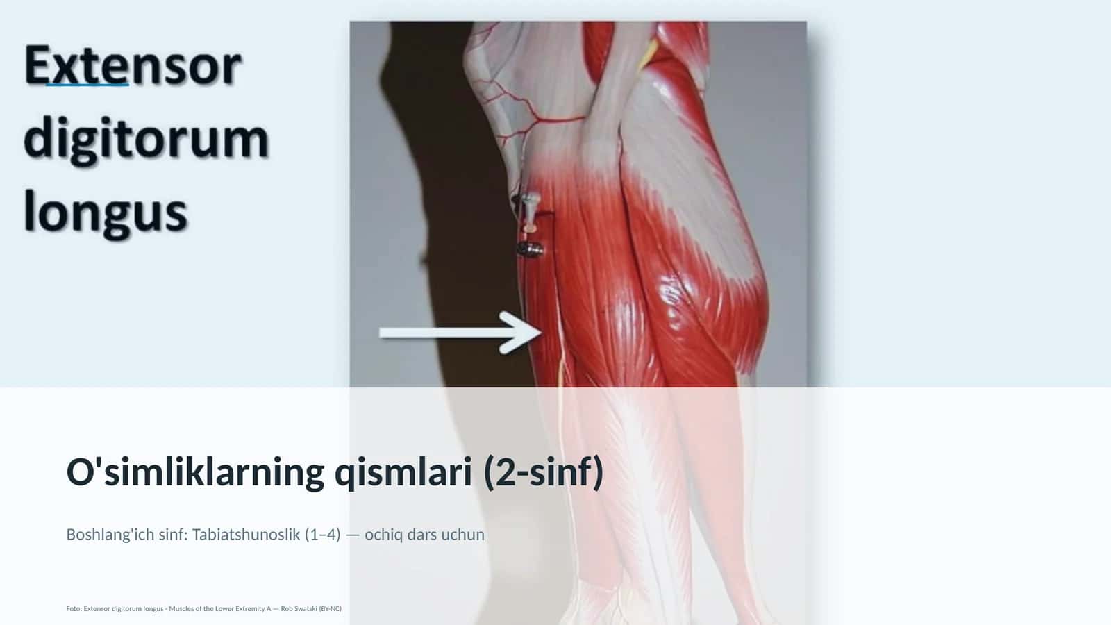 O'simliklarning qismlari (2-sinf) 1
