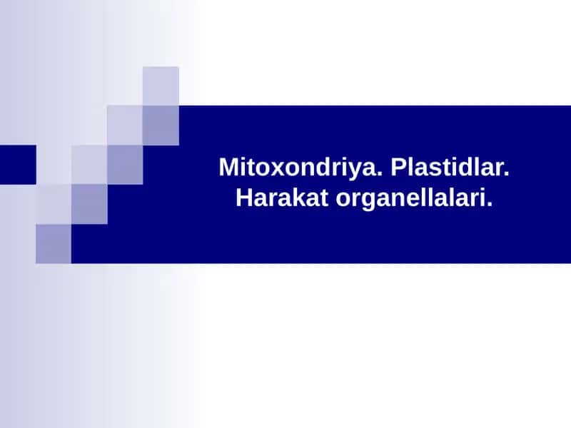 Mitoxondriya 1