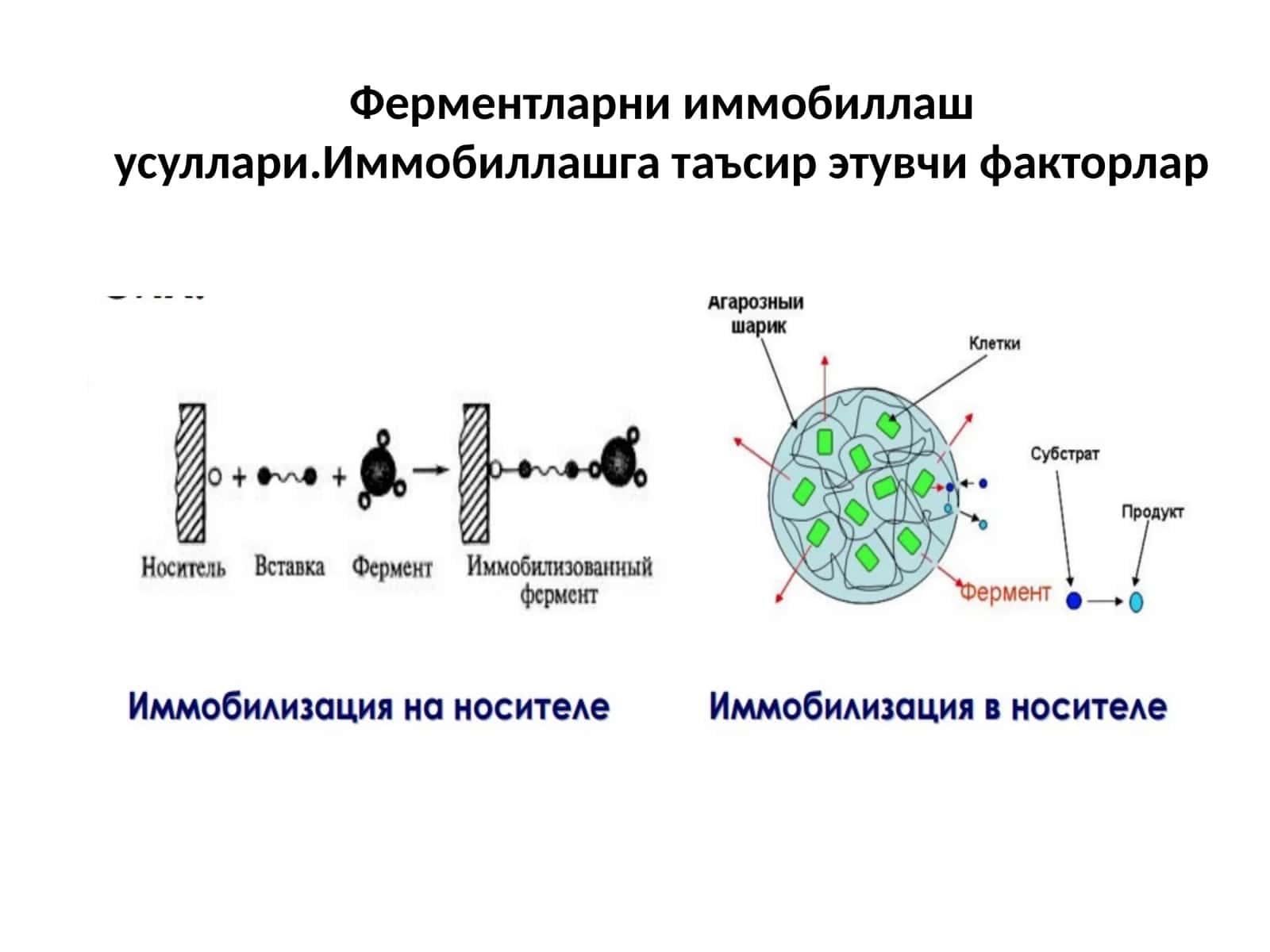 Ферментларнииммобиллашусуллари.Иммобиллашгатаъсирэтувчифакторлар 1