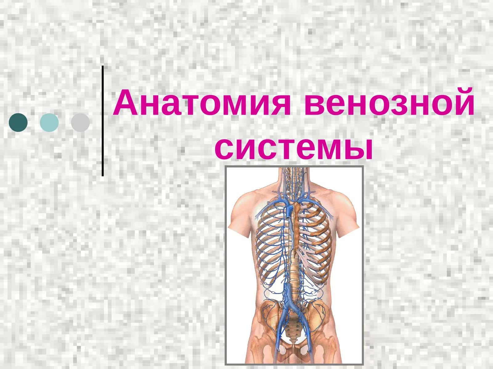 Анатомия венозной системы 1
