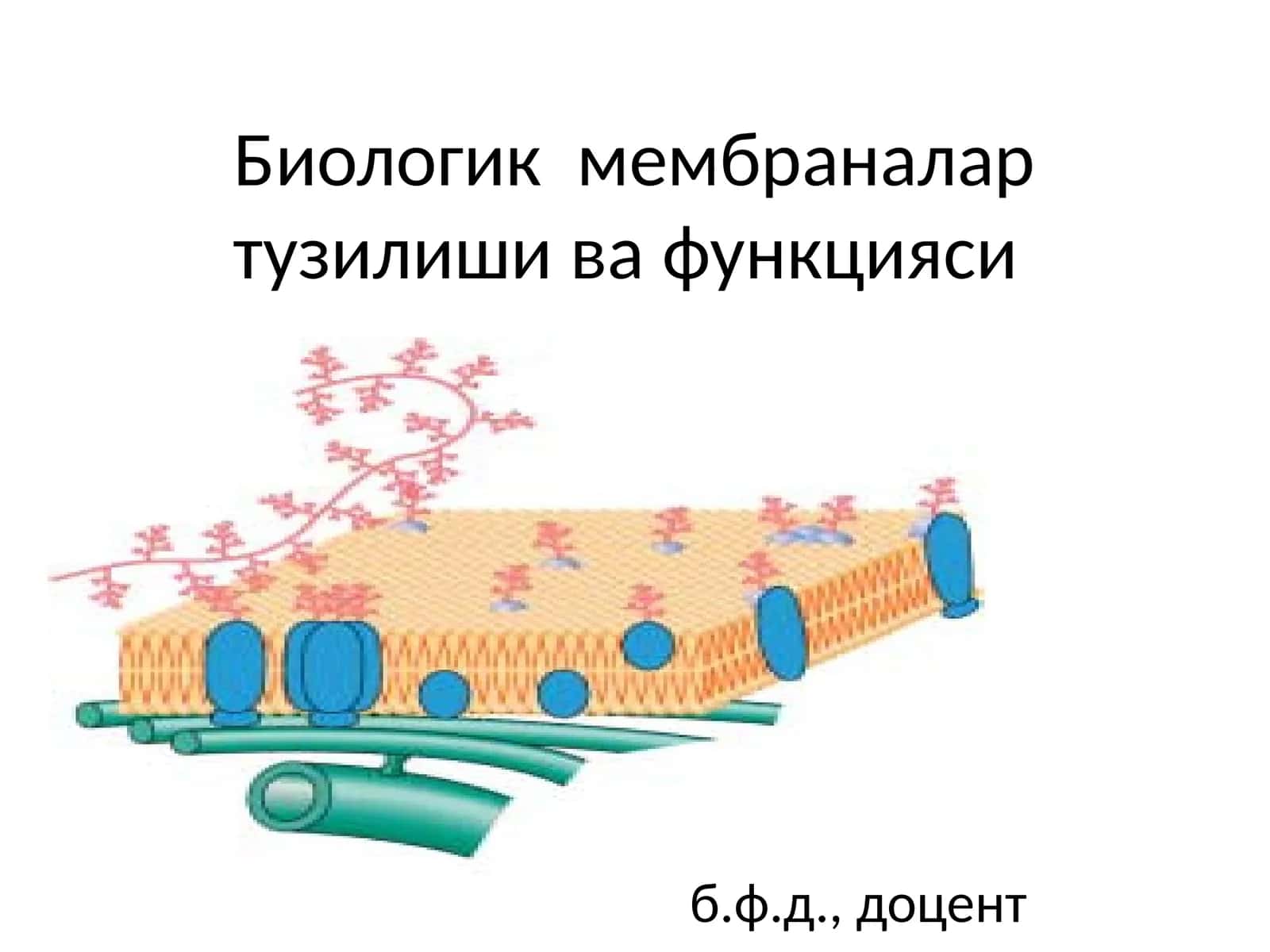 Биологик мембраналартузилиши ва функцияси 1