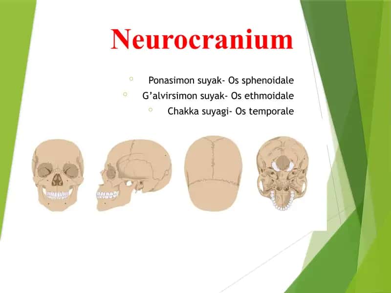 Ponasimon suyak- Os sphenoidale G’alvirsimon suyak- Os ethmoidale Chakka suyagi- Os temporale 1