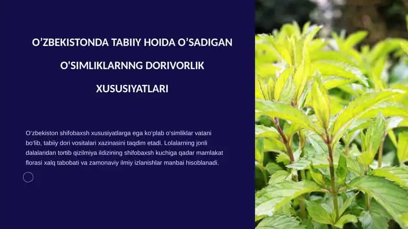 O’ZBEKISTONDA TABIIY HOIDA O’SADIGAN O'SIMLIKLARNNG DORIVORLIK XUSUSIYATLARI 1