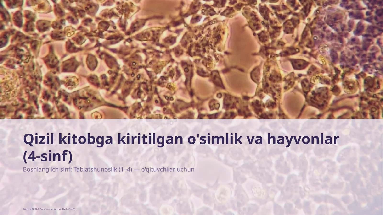 Qizil kitobga kiritilgan o'simlik va hayvonlar (4-sinf) 1