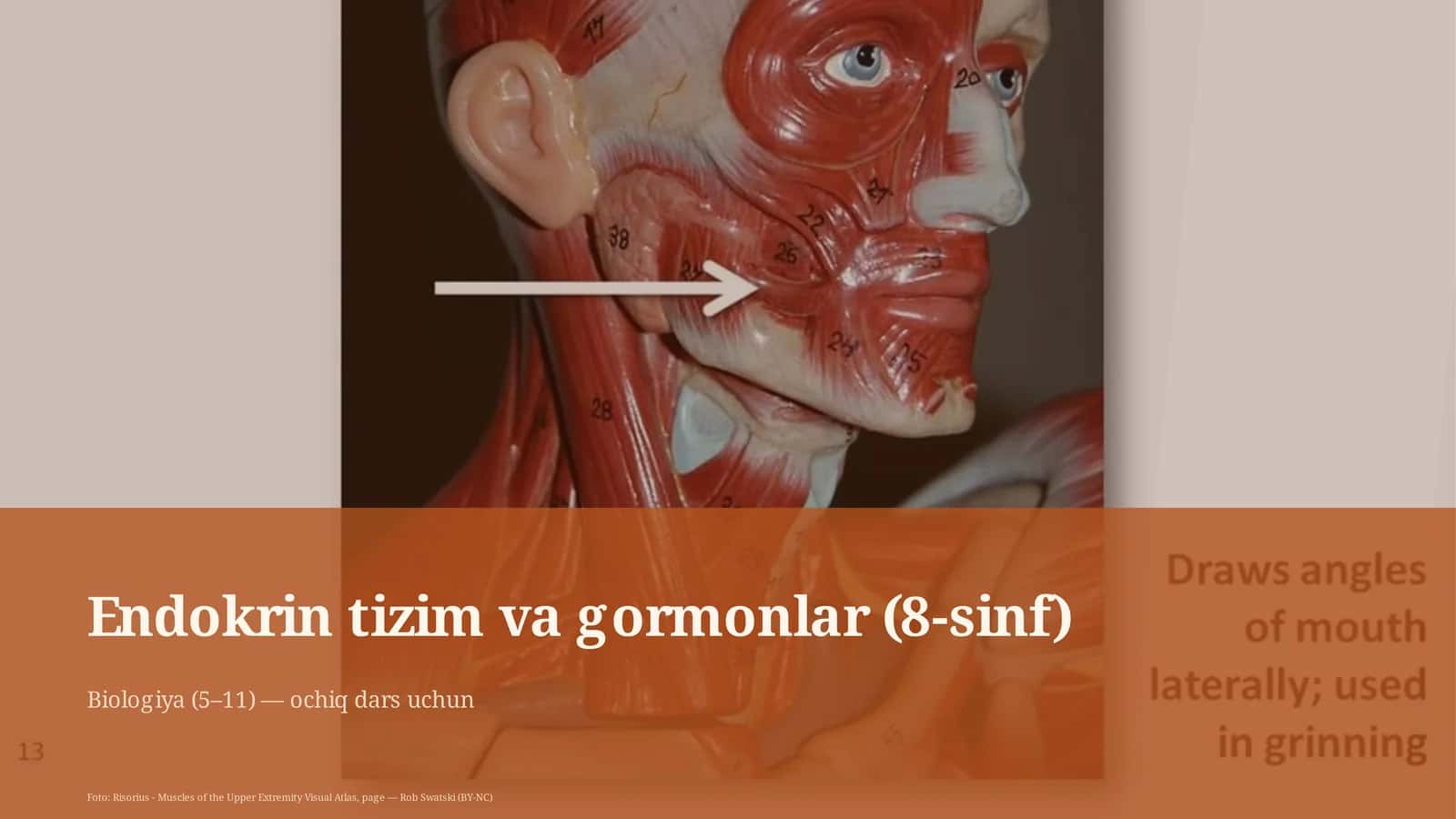 Endokrin tizim va gormonlar (8-sinf) 1