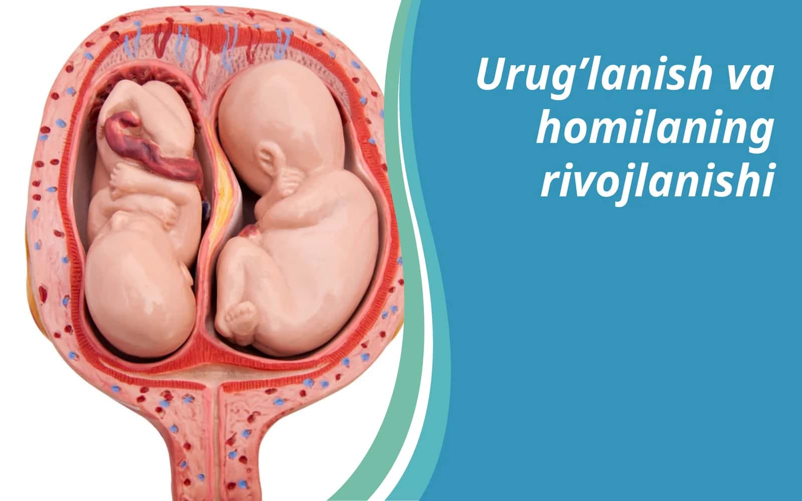 Urug’lanish va homilaning rivojlanishi 1