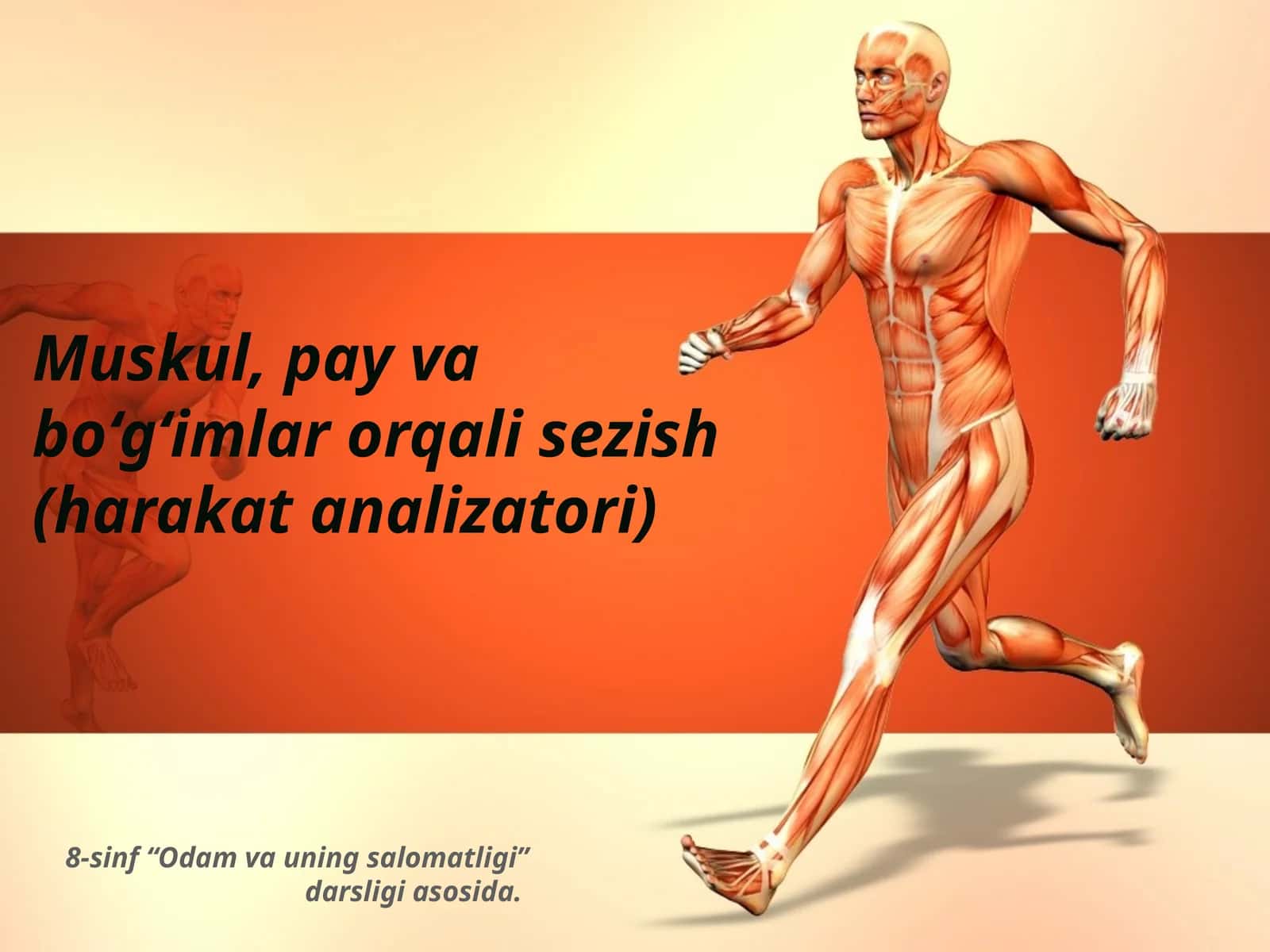 Muskul, pay va bo‘g‘imlar orqali sezish (harakat analizatori) 1