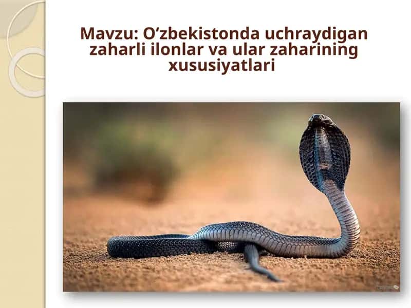 O’zbekistonda uchraydigan zaharli ilonlar va ular zaharining xususiyatlari 1