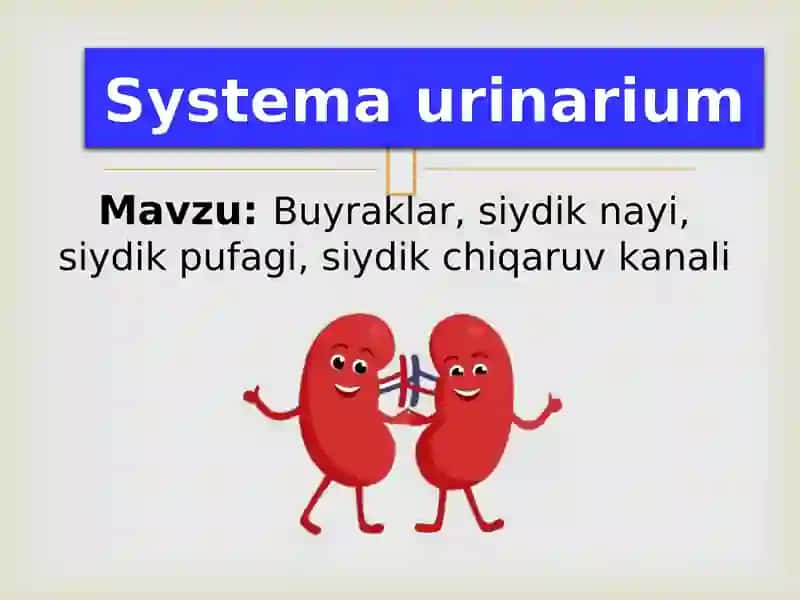 Systemaurinarium 1