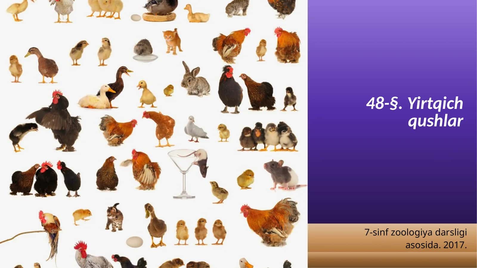 7-sinf Zoologiya 'Yirtqich qushlar' ko'rgazma 1