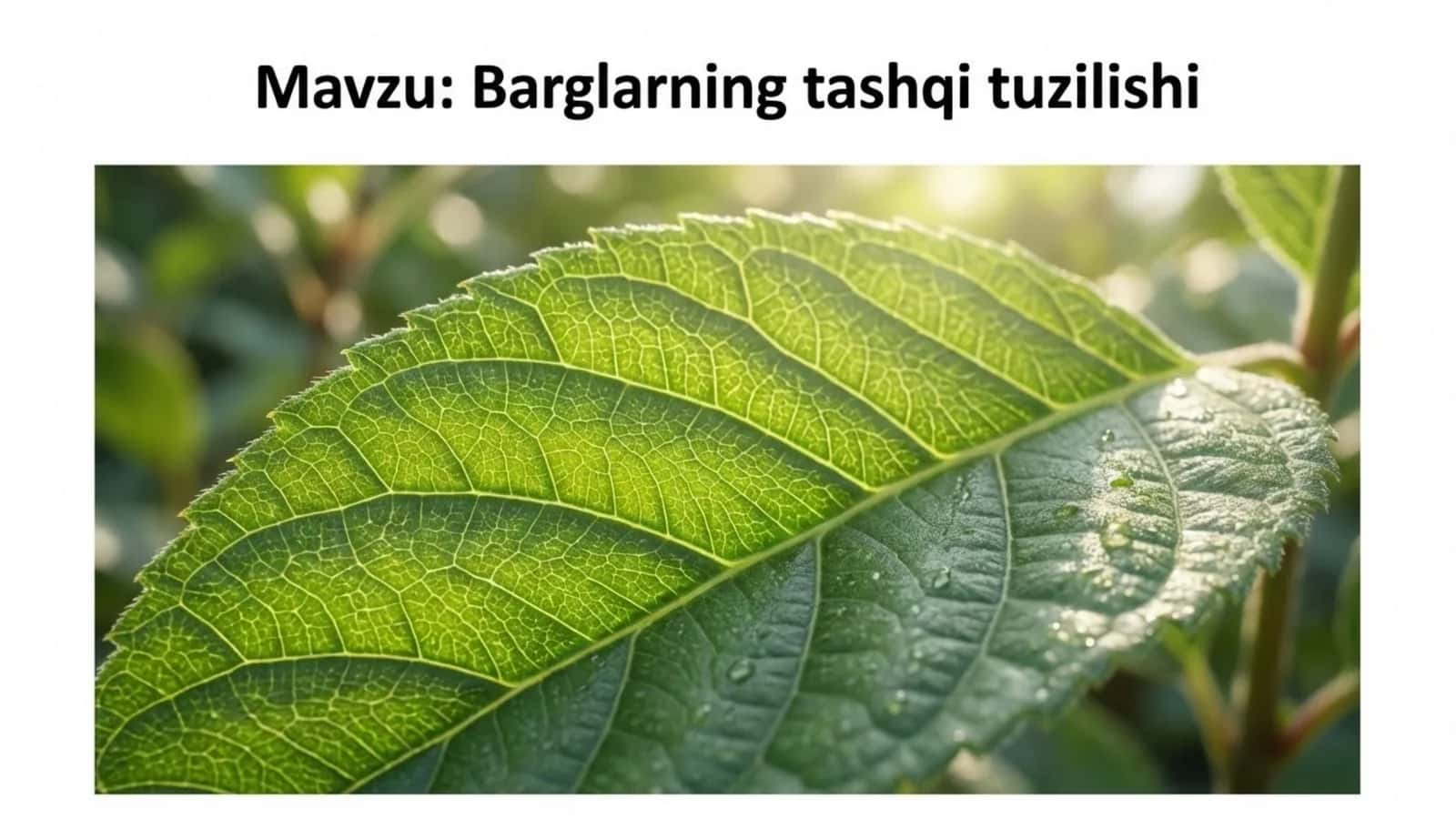 Barglarning tashqi tuzilishi 1