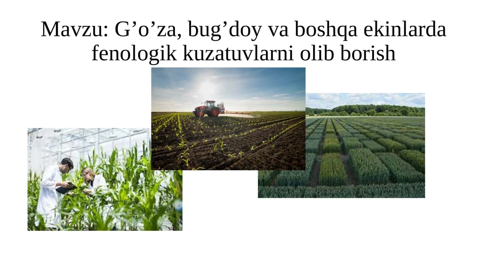 G’o’za,bug’doyvaboshqaekinlardafenologikkuzatuvlarniolibborish 1