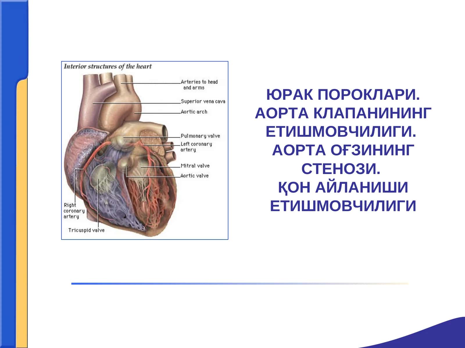 ЮРАК ПОРОКЛАРИ. АОРТА КЛАПАНИНИНГ ЕТИШМОВЧИЛИГИ.АОРТА ОҒЗИНИНГ СТЕНОЗИ.ҚОН АЙЛАНИШИ ЕТИШМОВЧИЛИГИ 1