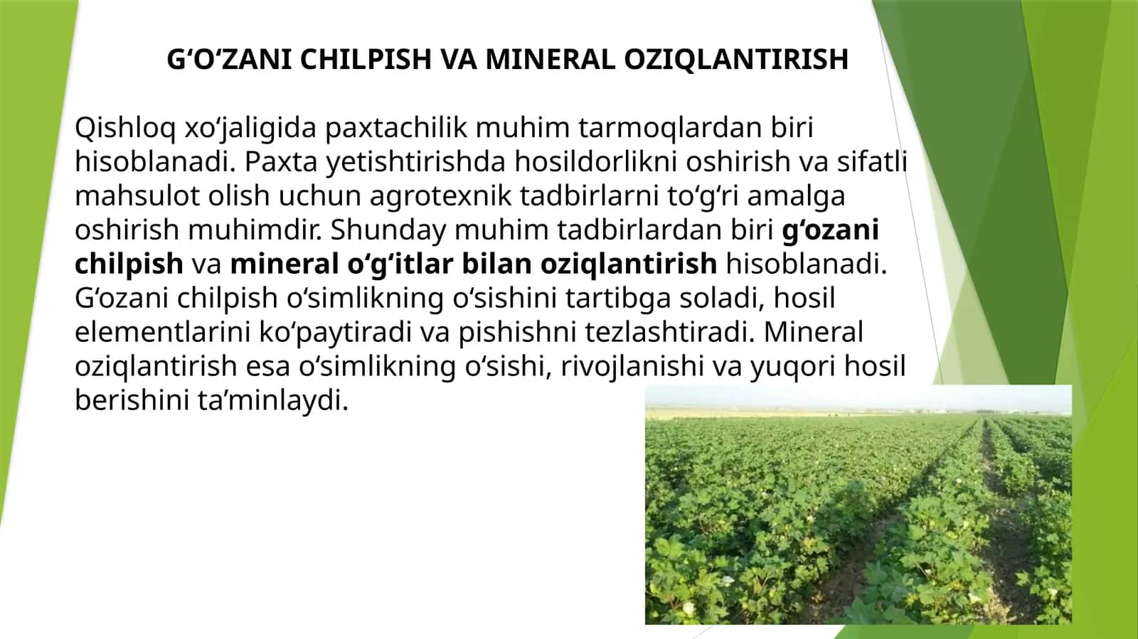 G‘O‘ZANI CHILPISH VA MINERAL OZIQLANTIRISH 1