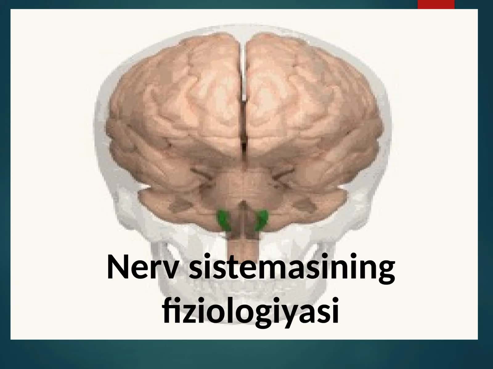 Nervsistemasiningfiziologiyasi 1