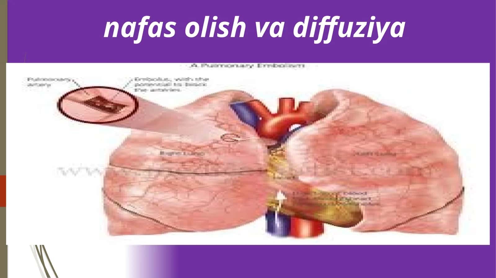 NAFAS OLISH VA DIFFUZIYA 1