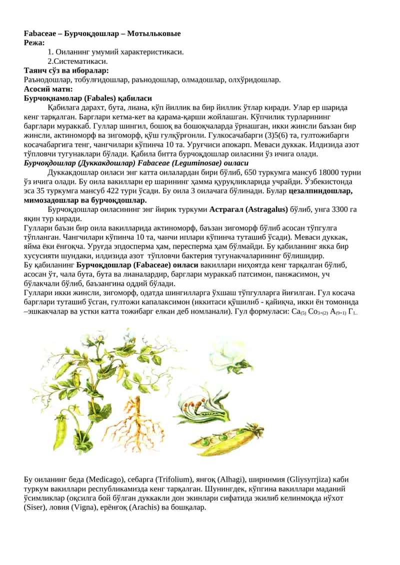 Бурчоқдошлар 1