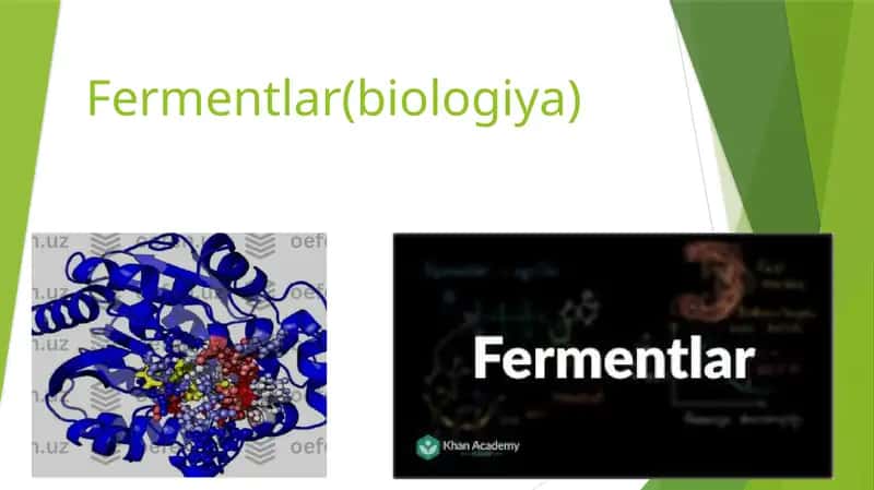 Fermentlar 1