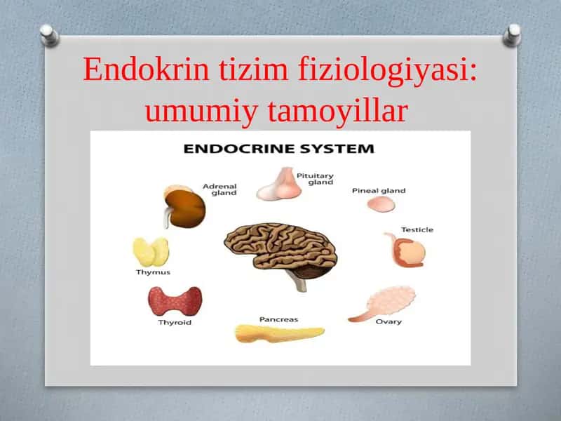 Endokrin tizim fiziologiyasi: umumiy tamoyillar 1