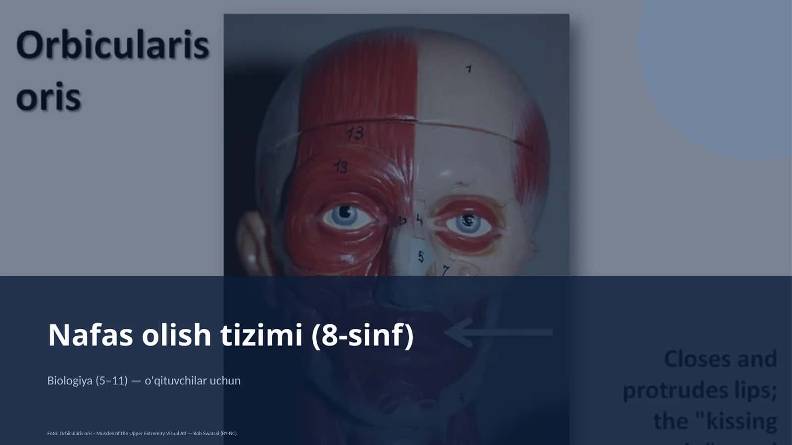 Nafas olish tizimi (8-sinf) 1