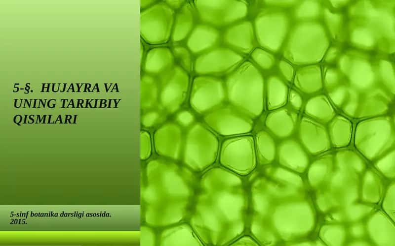 HUJAYRA VA UNING TARKIBIY QISMLARI 1