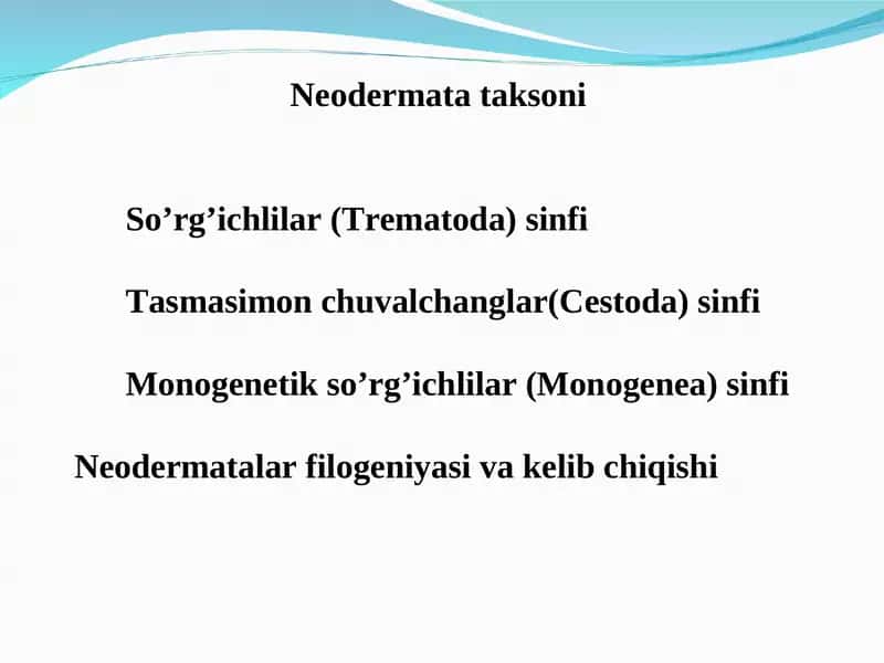 Neodermatalar filogeniyasi 1