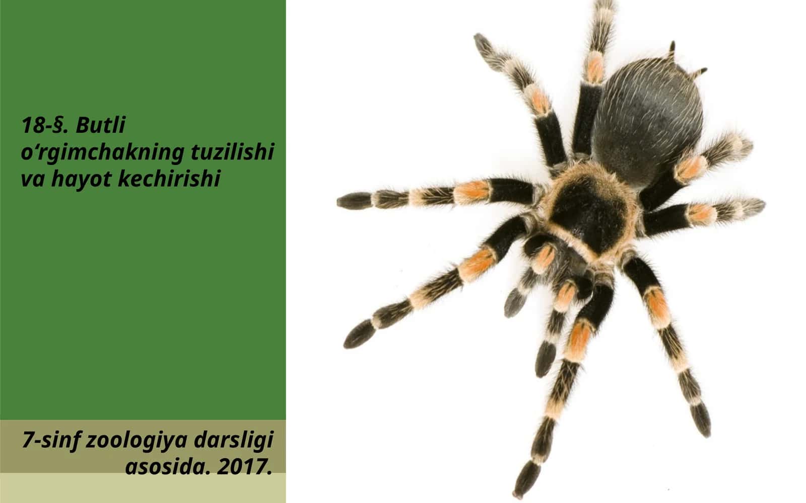 7-sinf Zoologiya 'Butli o'rgimchakning tuzilishi va hayot kechirishi' ko'rgazma 1