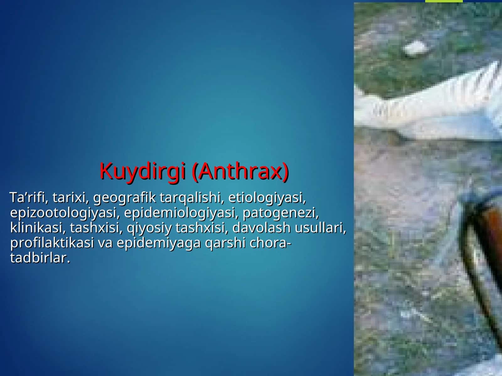Kuydirgi (Anthrax) 1