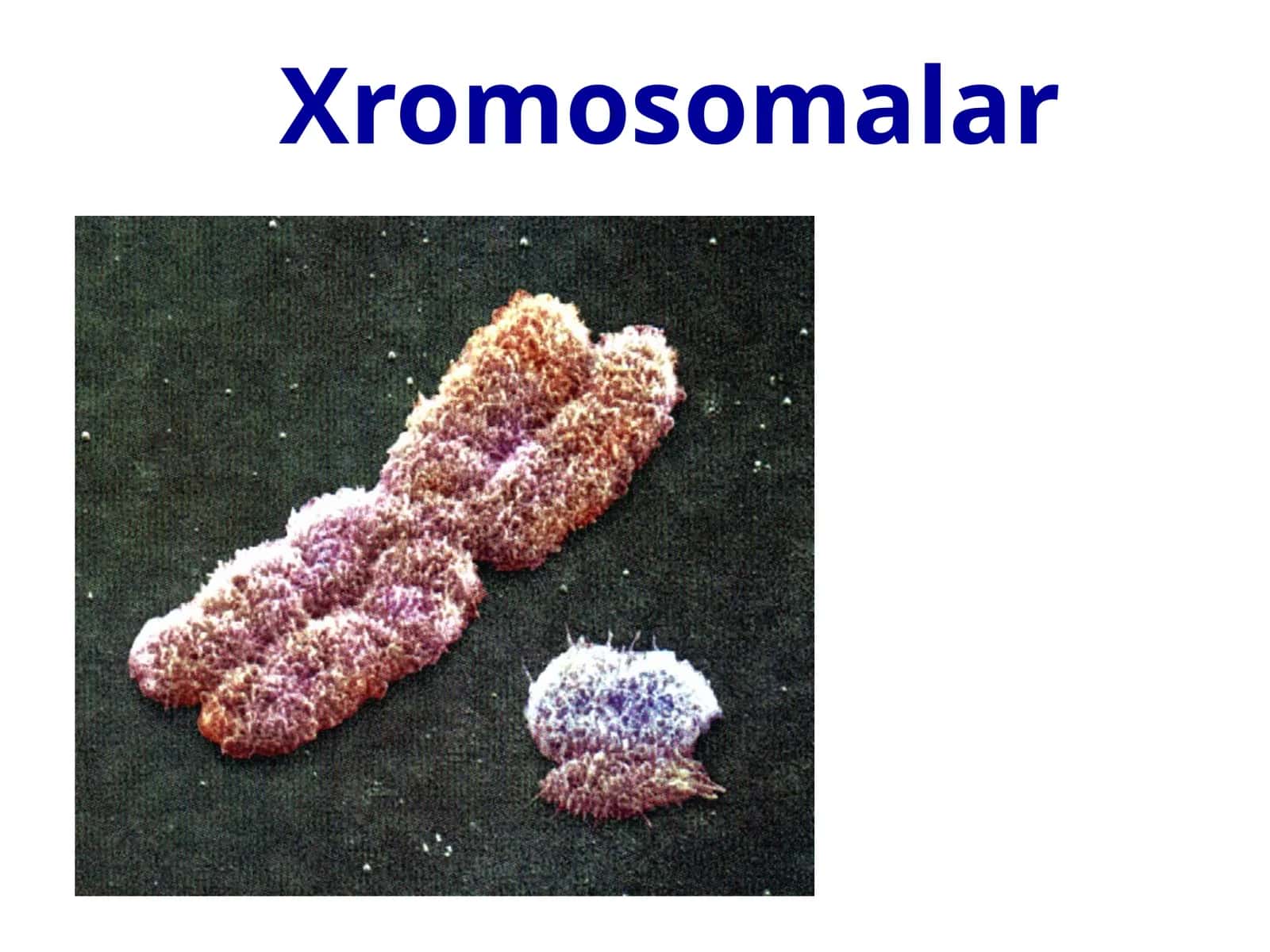 Xromosomalar 1