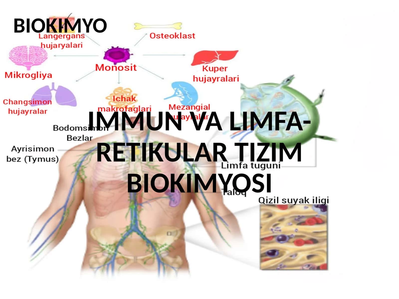 IMMUN VA LIMFA-RETIKULAR TIZIM BIOKIMYOSI 1