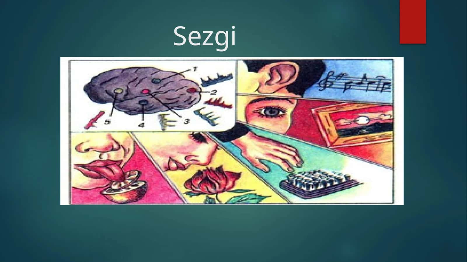 Sezgi 1