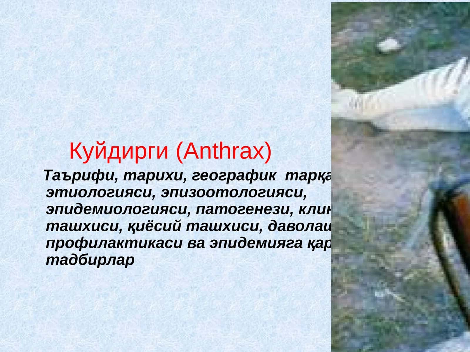 Куйдирги(Anthrax) 1