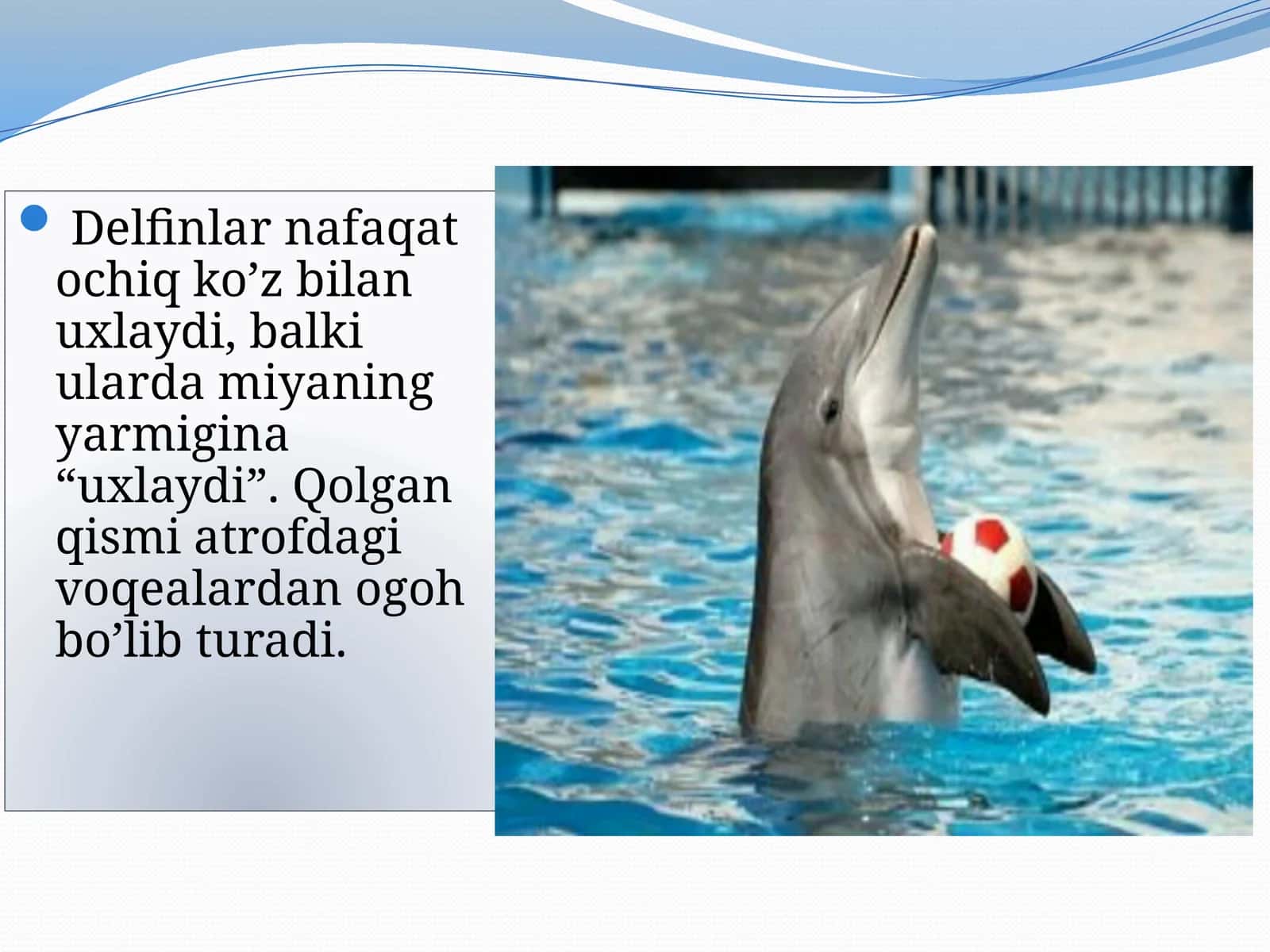 Yersayyorasi 1