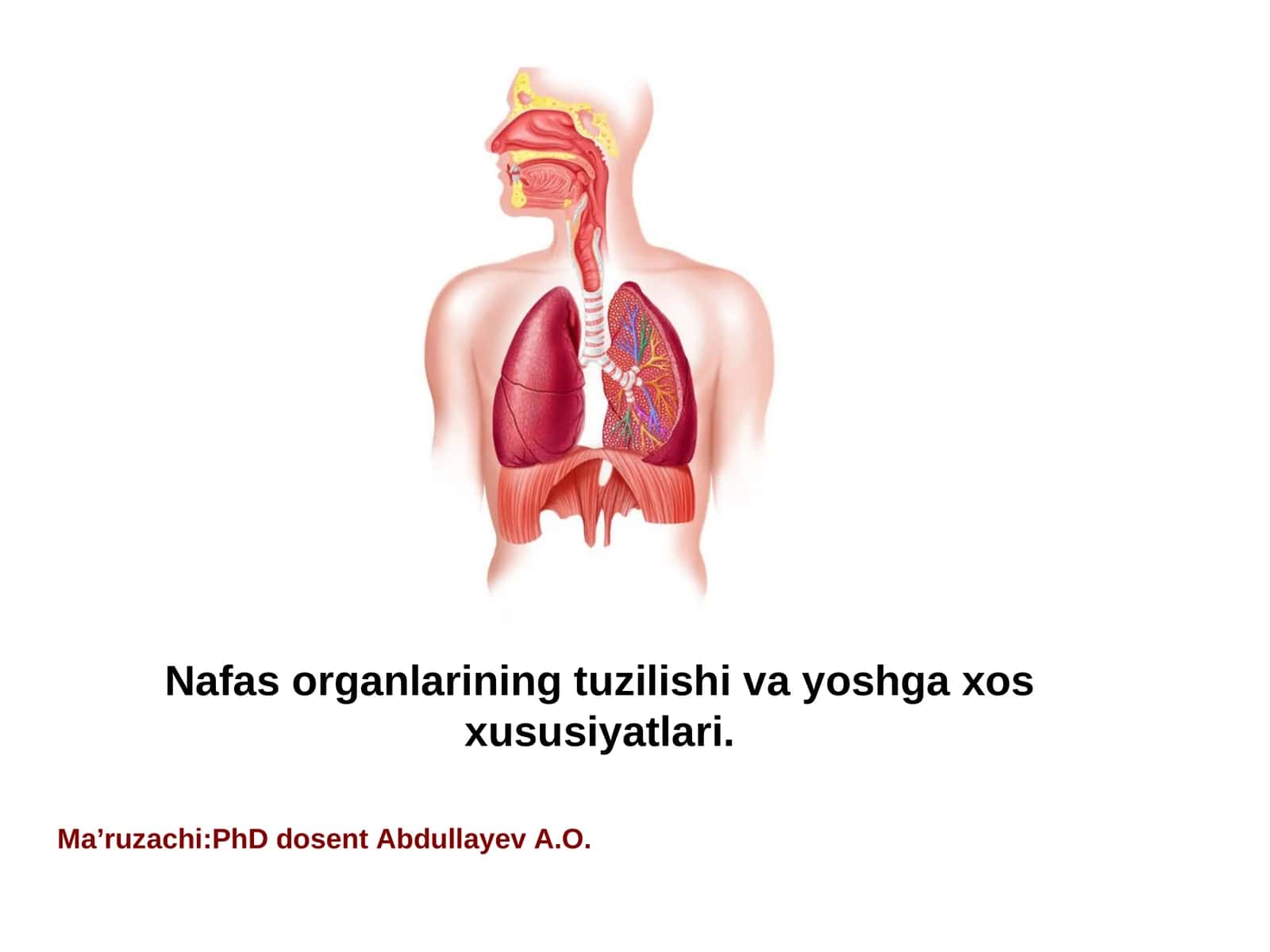 Nafas organlarining tuzilishi va yoshga xos xususiyatlari 1