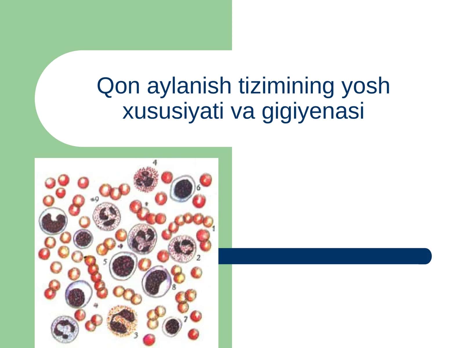 Qon aylanish tizimining yosh xususiyati va gigiyenasi 1