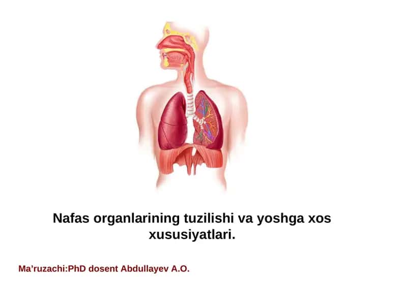 Nafas organlarining tuzilishi va yoshga xos xususiyatlari. 1