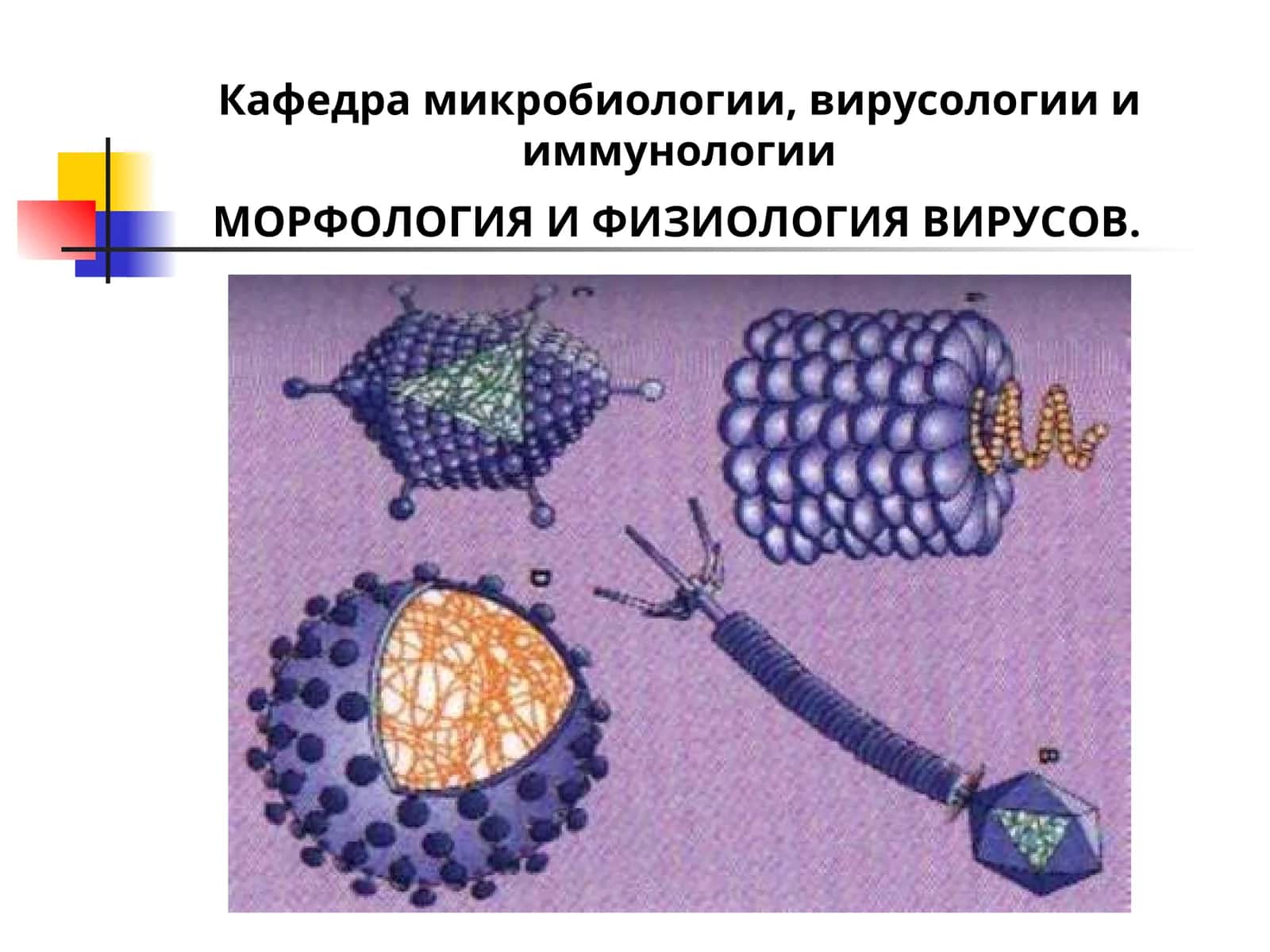 МОРФОЛОГИЯ И ФИЗИОЛОГИЯ ВИРУСОВ 1