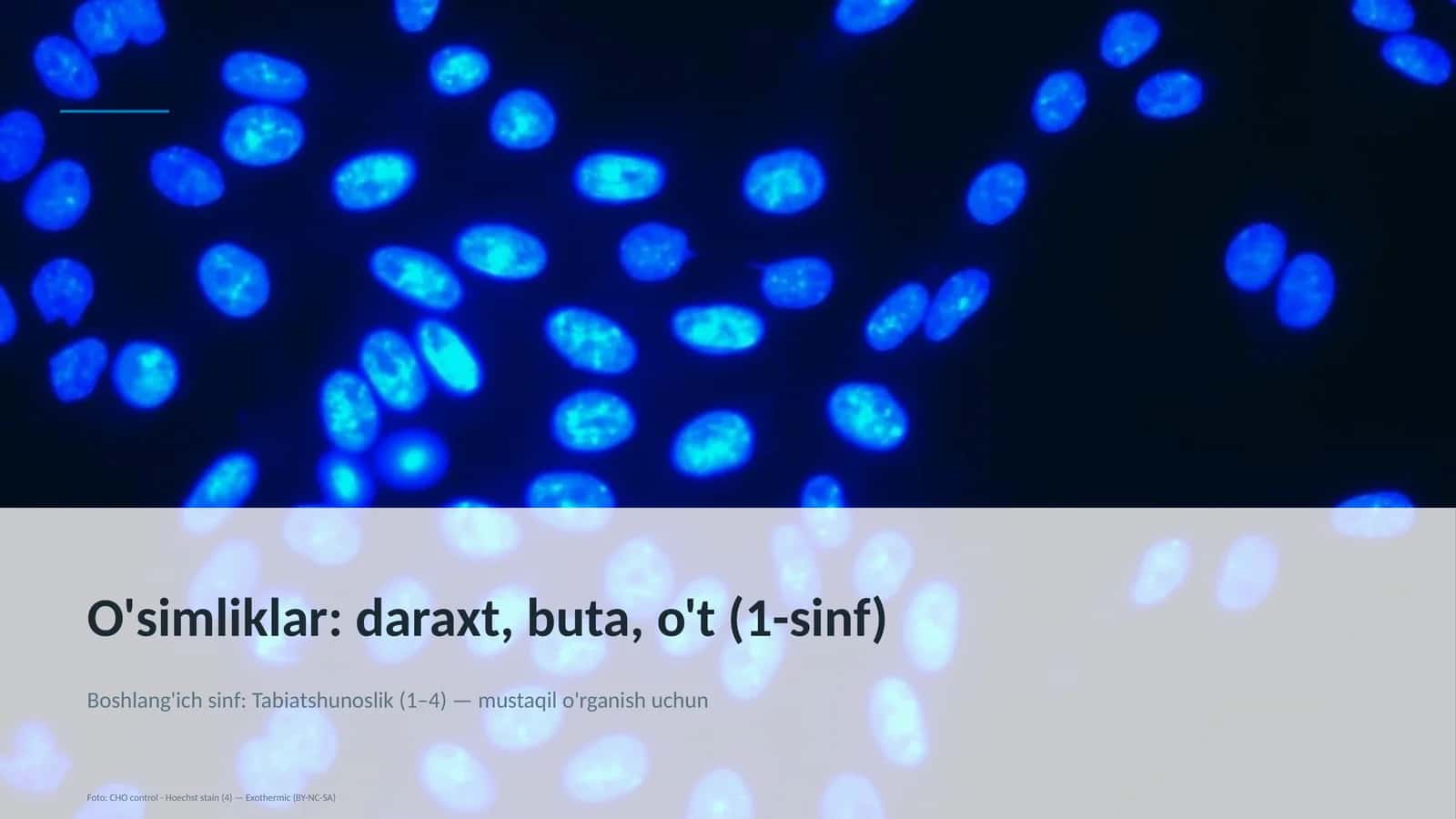 O'simliklar: daraxt, buta, o't (1-sinf) 1