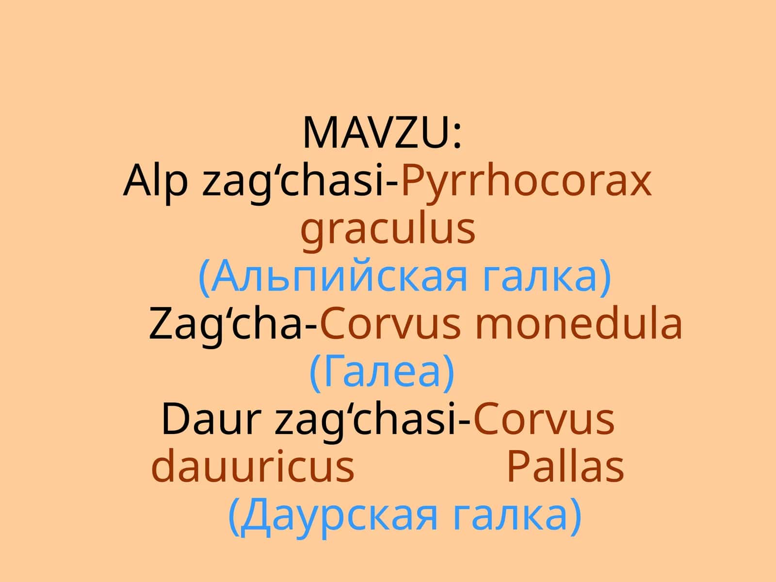 Alpzag‘chasi-Pyrrhocoraxgraculus(Альпийскаягалка) 1