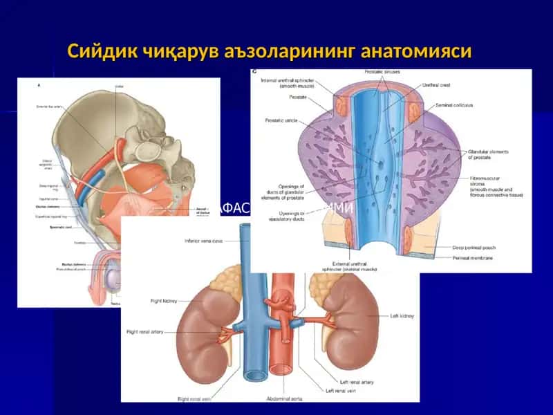 Сийдик чиқарув аъзоларининг анатомияси 1