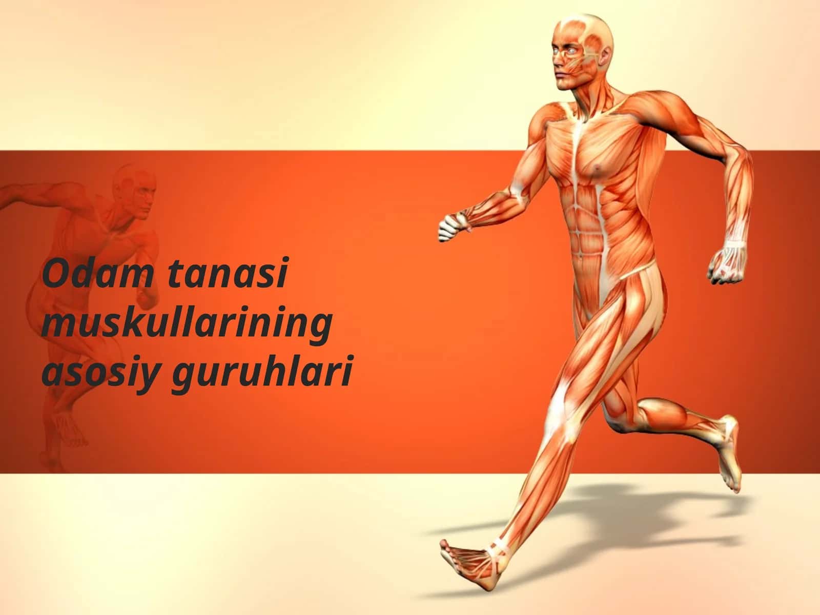 Odam tanasi muskullarining asosiy guruhlari 1