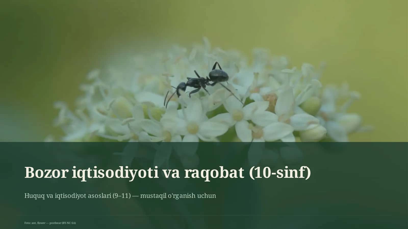 Bozor iqtisodiyoti va raqobat (10-sinf) 1