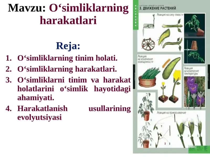O‘simliklarning harakatlari 1