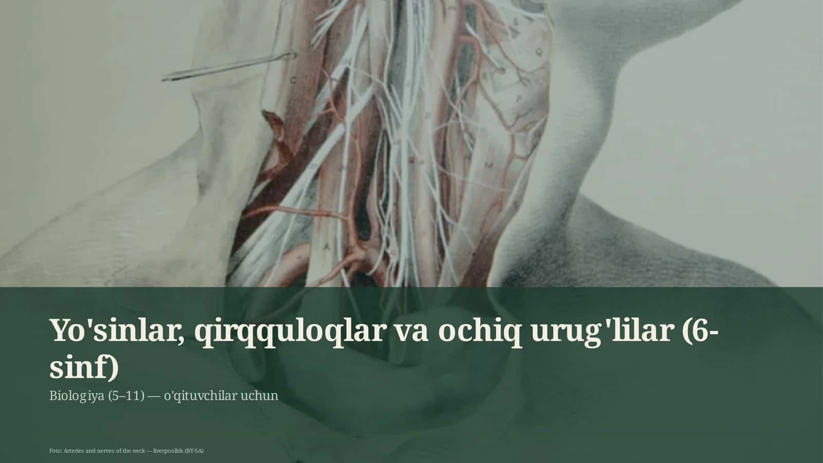 Yo'sinlar, qirqquloqlar va ochiq urug'lilar (6-sinf) 1