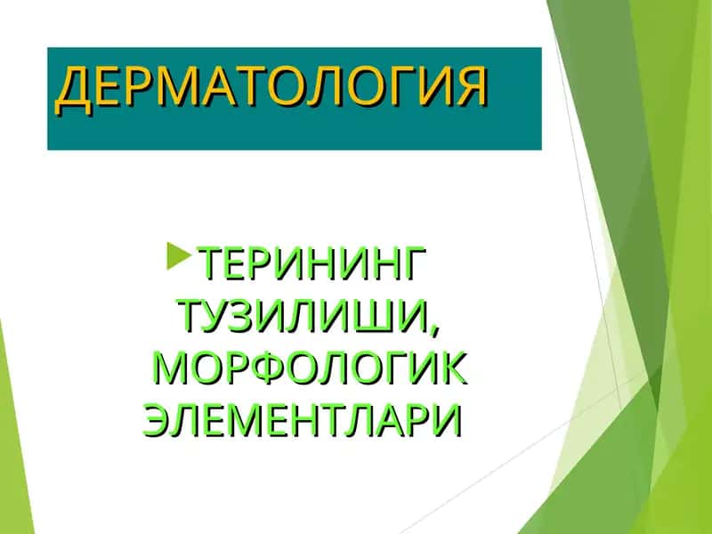 ТЕРИНИНГ ТУЗИЛИШИ, МОРФОЛОГИК ЭЛЕМЕНТЛАРИ 1