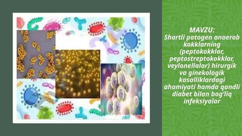 Shartli patogen anaerob kokklarning (peptokokklar, peptostreptokokklar, veylonellalar) hirurgik va ginekologik kasalliklardagi ahamiyati hamda qandli diabet bilan bog‘liq infeksiyalar 1
