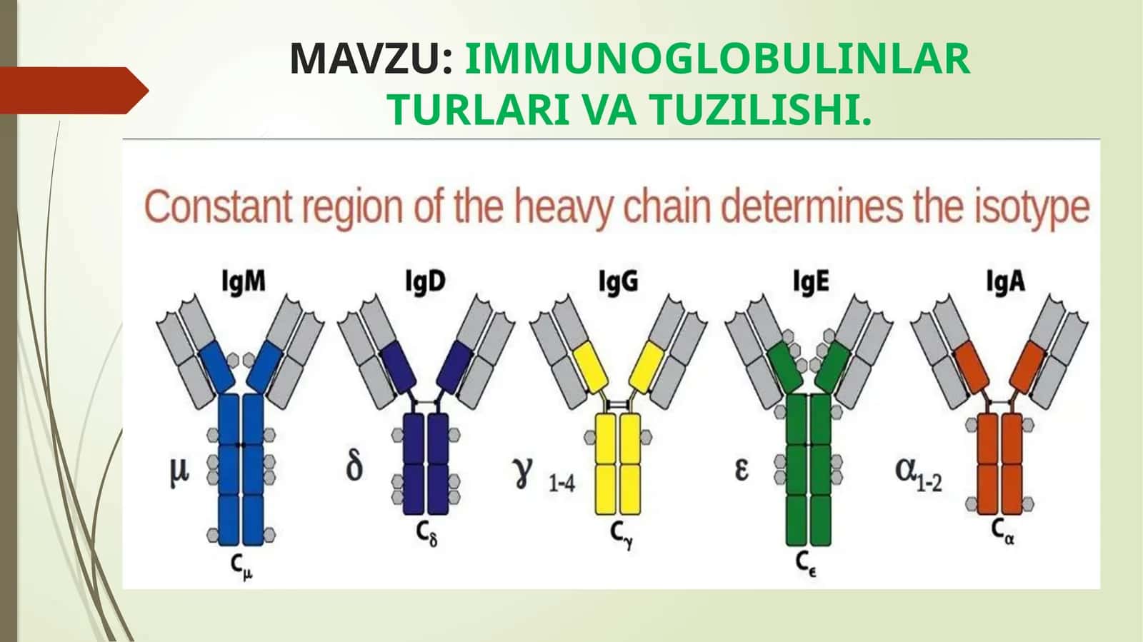 immunoglabulinlar turlari va tuzilishi 1