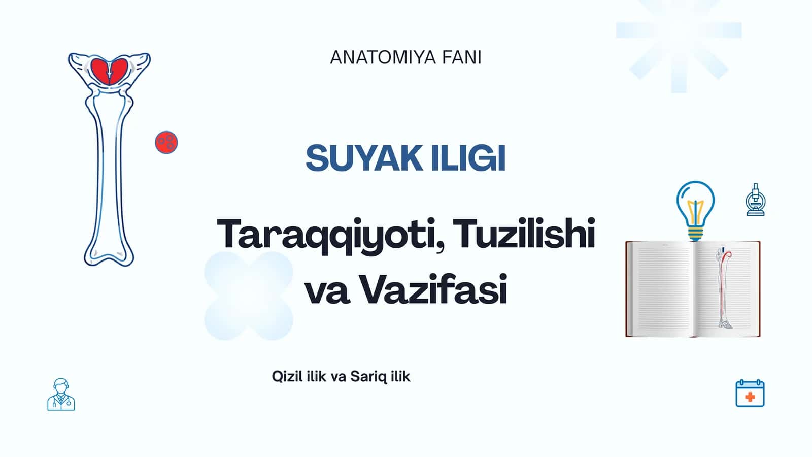 Suyak iligi taraqqiyoyi, tuzilishi va vazifasi. Qizil ilik va sariq ilik 1